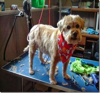 Bonnies LOV-IN TOUCH Pet Grooming /Massage Bonnies LOV-IN TOUCH Pet Grooming /Massage
